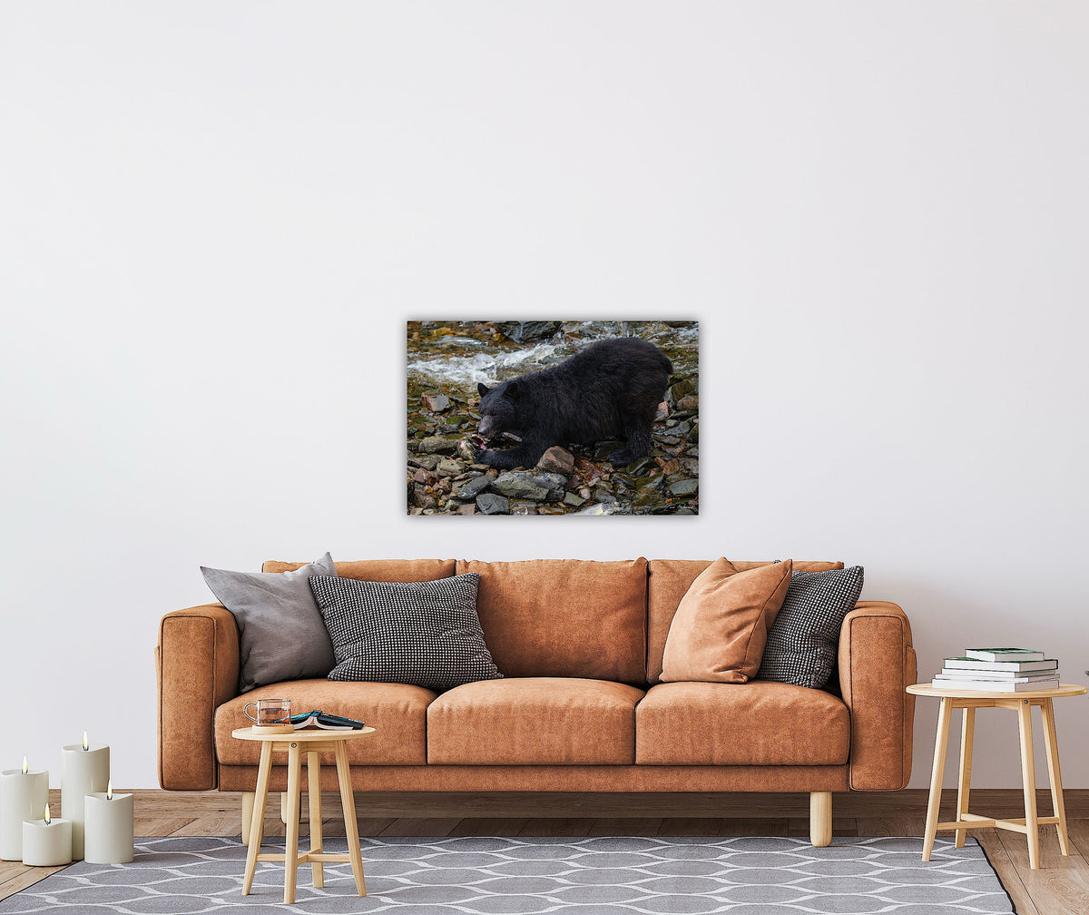 "The Feast" Black Bear Feasting on Salmon - Wall Art Photo Print - Zack Stewart Photography