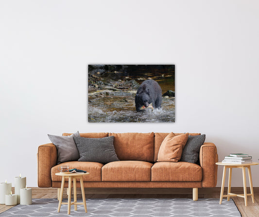 "The Catch" Black Bear with Salmon - Wall Art Photo Print