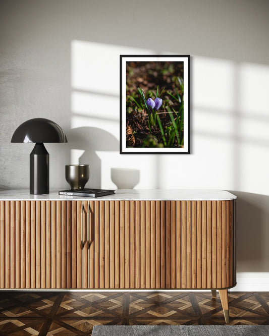 Closed Morning Crocus - Wall Art Photo Print - Zack Stewart Photography