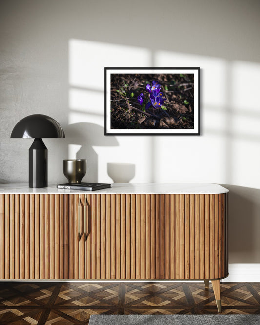 Early Morning Crocus - Wall Art Photo Print - Zack Stewart Photography
