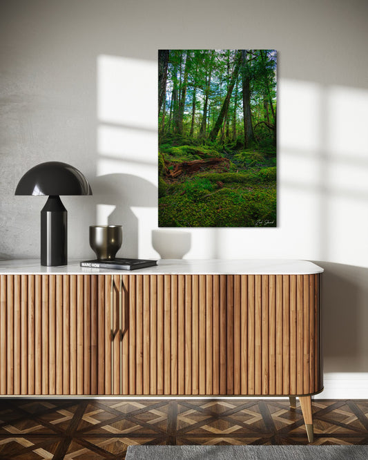 Mossy Forest - Wall Art Photo Print - Zack Stewart Photography