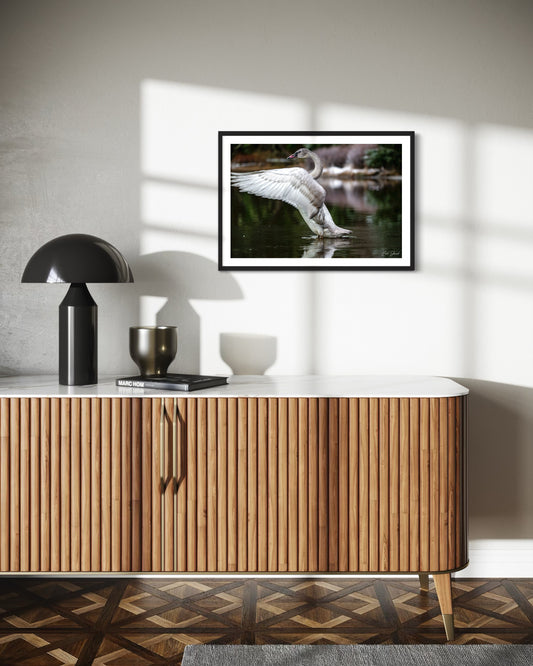 Preening Adolescent Swan - Wall Art Photo Print - Zack Stewart Photography