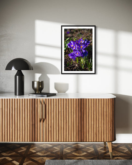 Purple Morning Crocuses - Wall Art Photo Print - Zack Stewart Photography