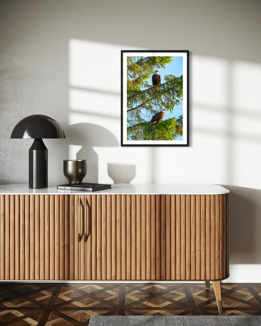 Resting Eagles - Wall Art Photo Print - Zack Stewart Photography