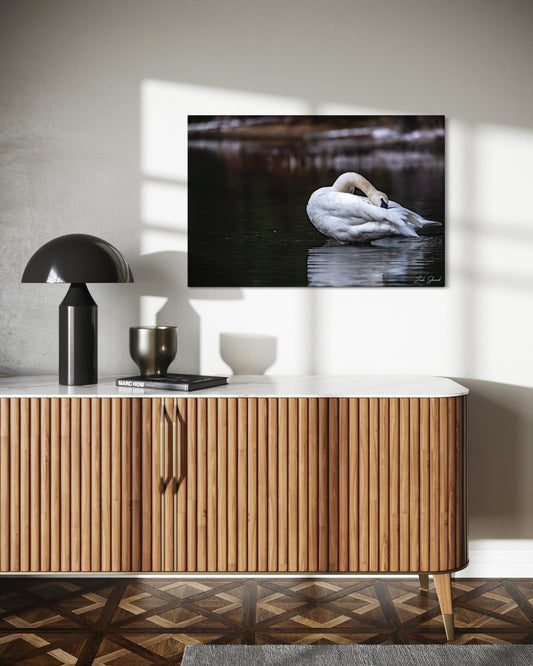 Swan Bath - Wall Art Photo Print - Zack Stewart Photography