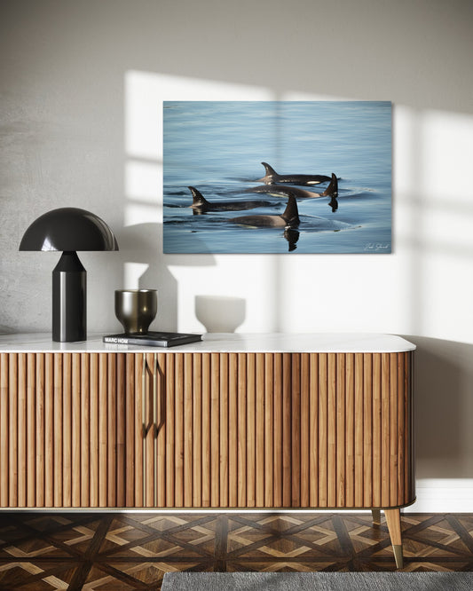 Killer Whale Pod - Wall Art Photo Print - Zack Stewart Photography