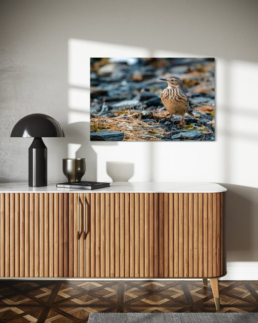 American Pipet on Beach - Wall Art Photo Print - Zack Stewart Photography