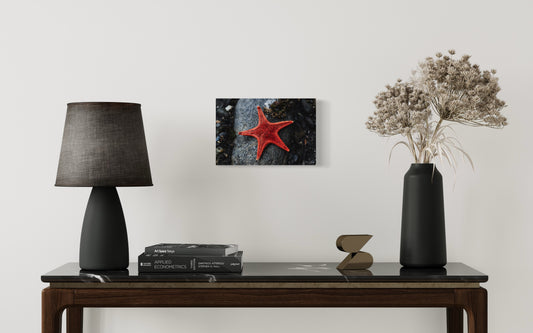 Star Of The Shore - Wall Art Photo Print - Zack Stewart Photography