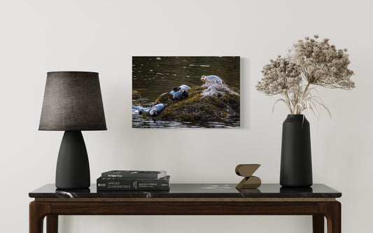 Seal Rock - Wall Art Photo Print - Zack Stewart Photography