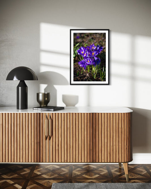 Purple Morning Crocuses - Wall Art Photo Print - Zack Stewart Photography