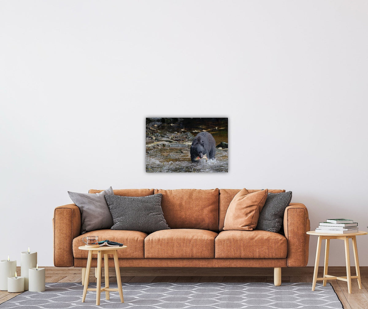 "The Catch" Black Bear with Salmon - Wall Art Photo Print - Zack Stewart Photography