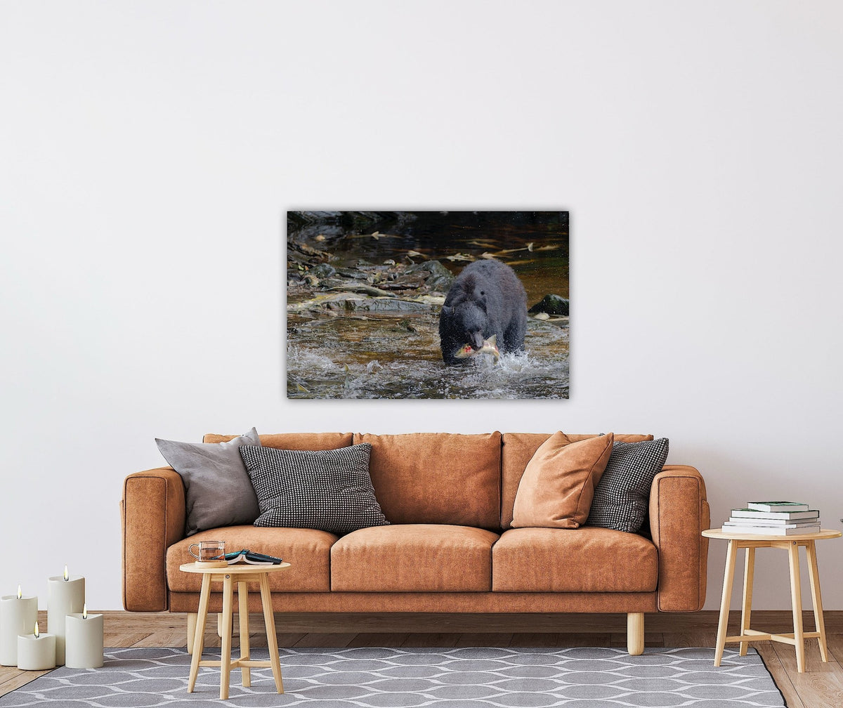 "The Catch" Black Bear with Salmon - Wall Art Photo Print - Zack Stewart Photography
