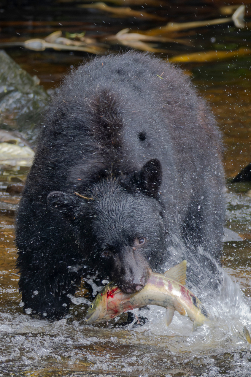 Wildlife