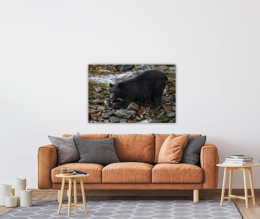 "The Feast" Black Bear Feasting on Salmon - Wall Art Photo Print