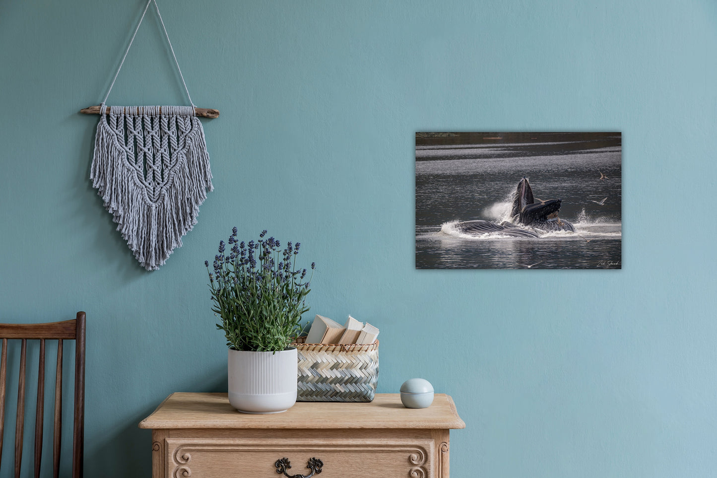Bubble Feeding Humpback Whales - Wall Art Photo Print