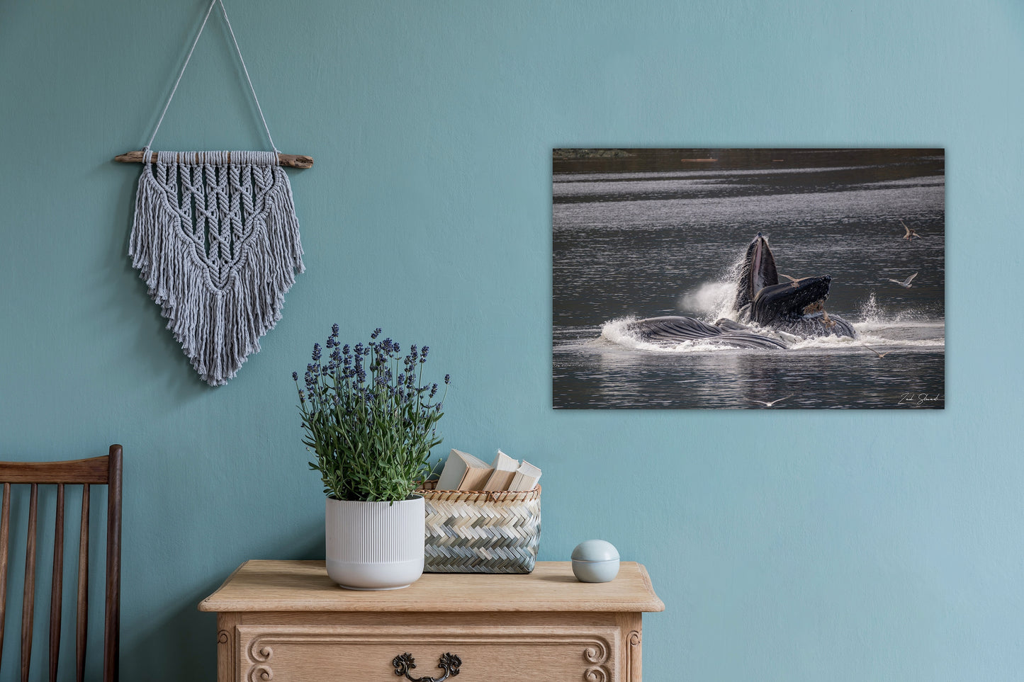 Bubble Feeding Humpback Whales - Wall Art Photo Print