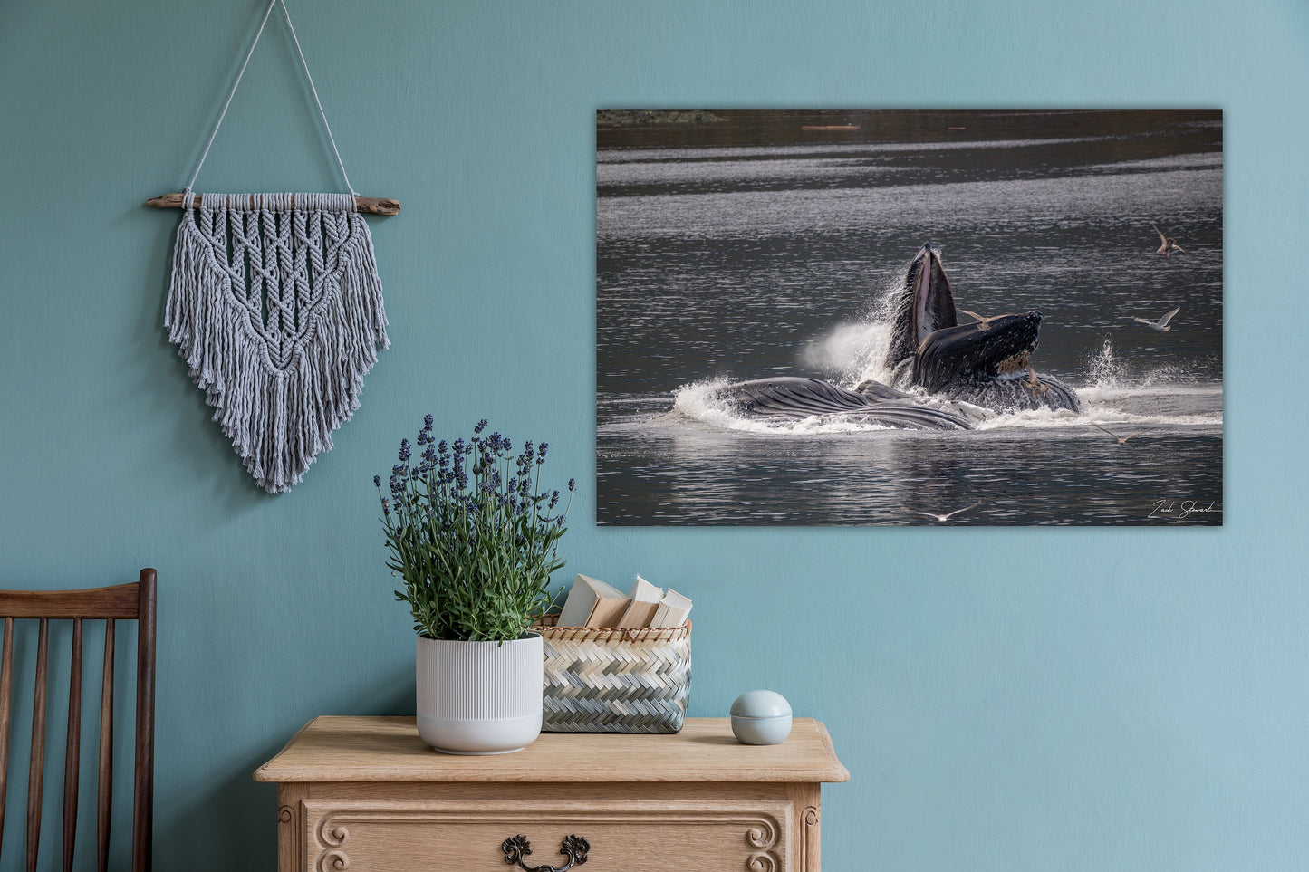 Bubble Feeding Humpback Whales - Wall Art Photo Print