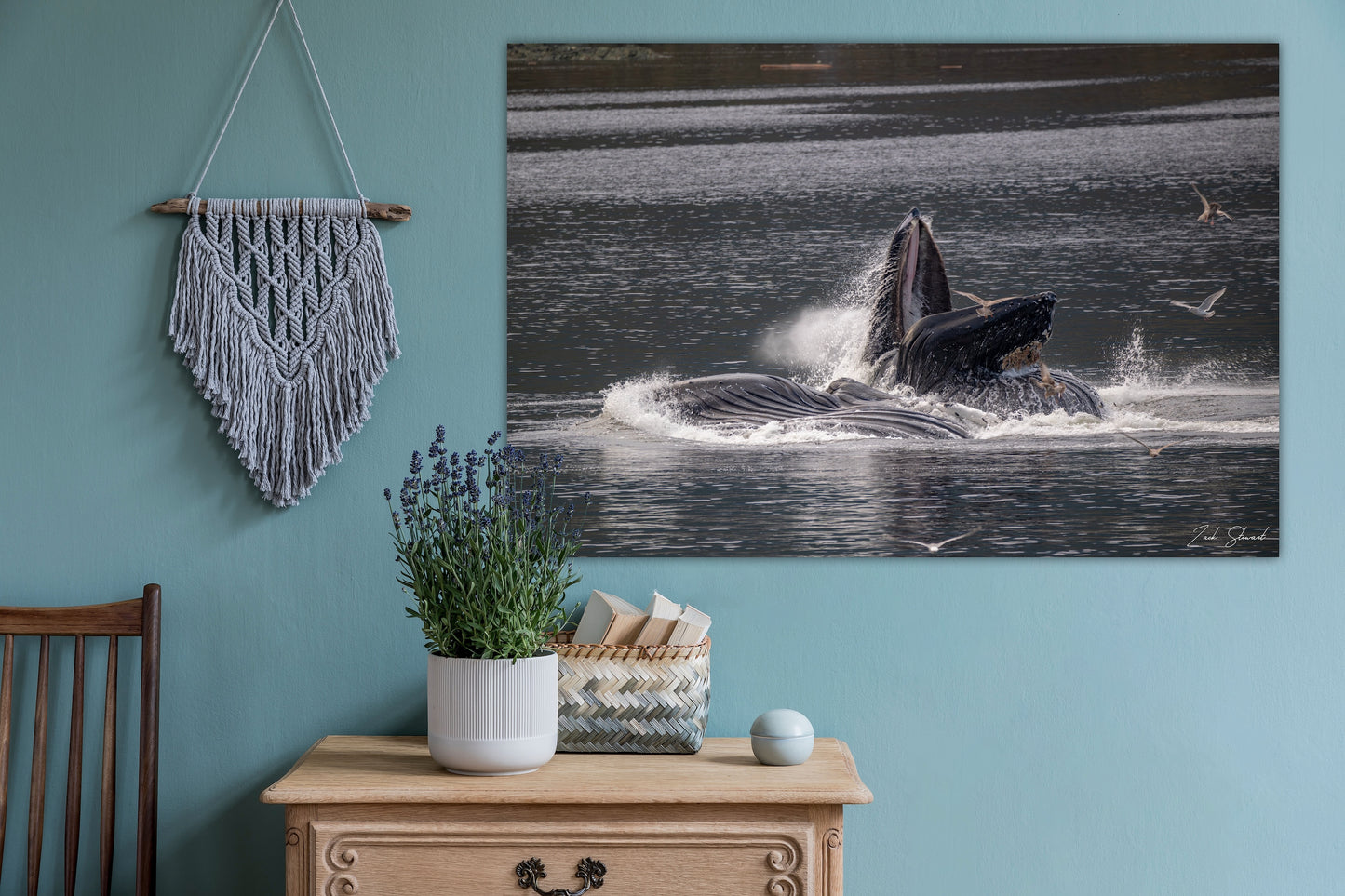 Bubble Feeding Humpback Whales - Wall Art Photo Print