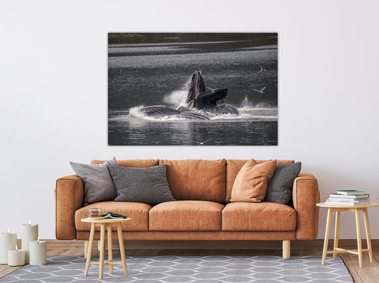 Bubble Feeding Humpback Whales - Wall Art Photo Print - Zack Stewart Photography