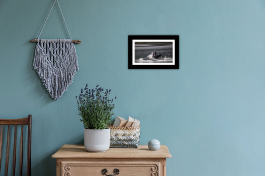 Bubble Feeding Humpback Whales - Wall Art Photo Print - Zack Stewart Photography