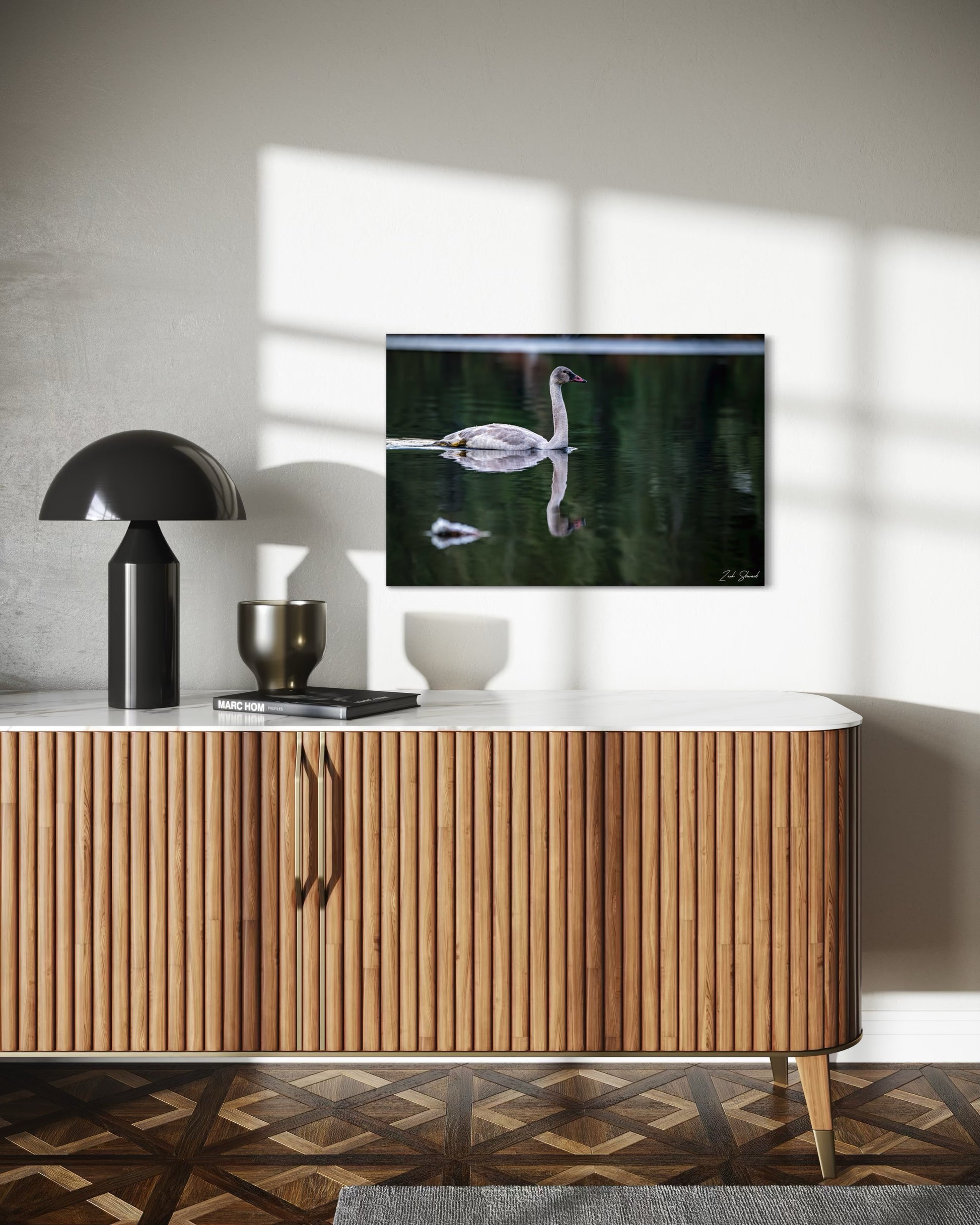 Adolescent Swan Swimming -  Wall Art Photo Print - Zack Stewart Photography