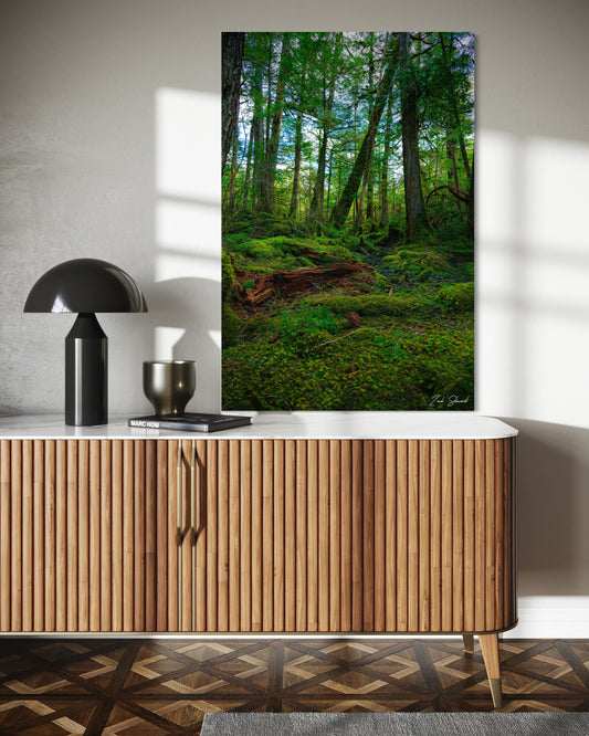 Mossy Forest -  Wall Art Photo Print - Zack Stewart Photography