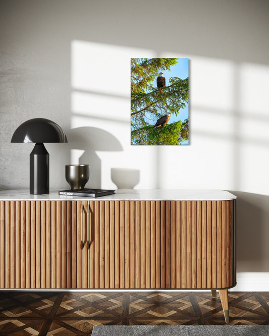 Resting Eagles - Wall Art Photo Print - Zack Stewart Photography
