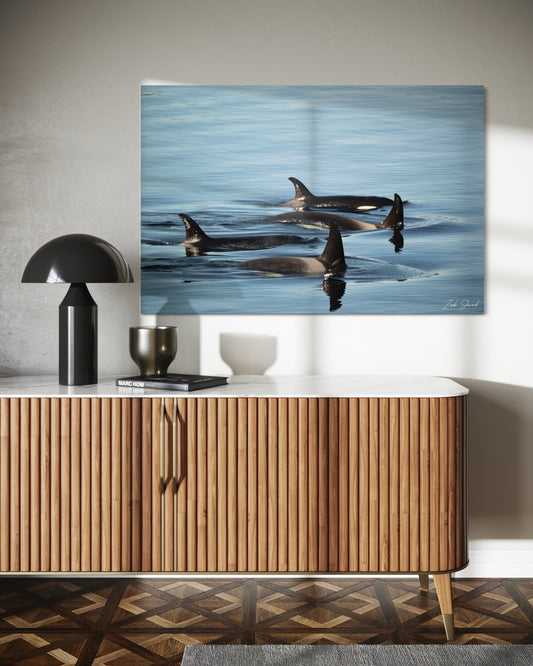 Killer Whale Pod - Wall Art Photo Print - Zack Stewart Photography