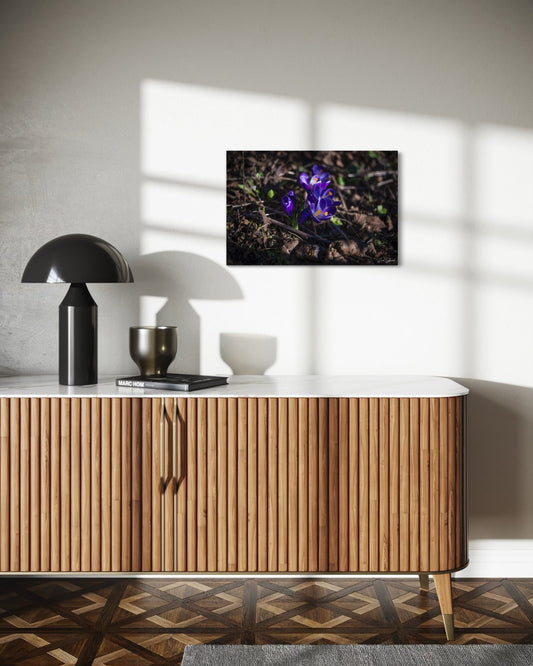 Early Morning Crocus -  Wall Art Photo Print - Zack Stewart Photography