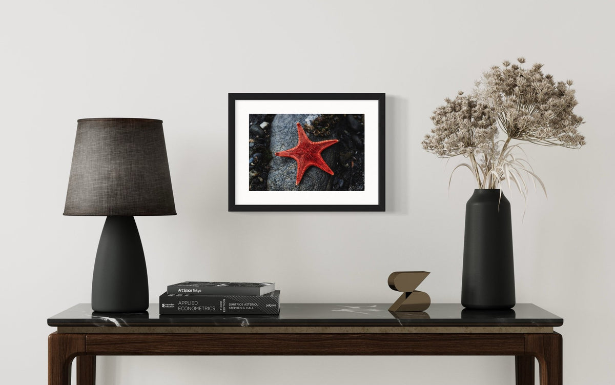 Star Of The Shore -  Wall Art Photo Print - Zack Stewart Photography