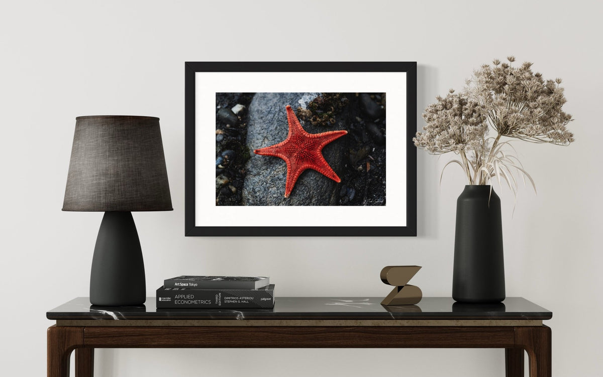 Star Of The Shore -  Wall Art Photo Print - Zack Stewart Photography