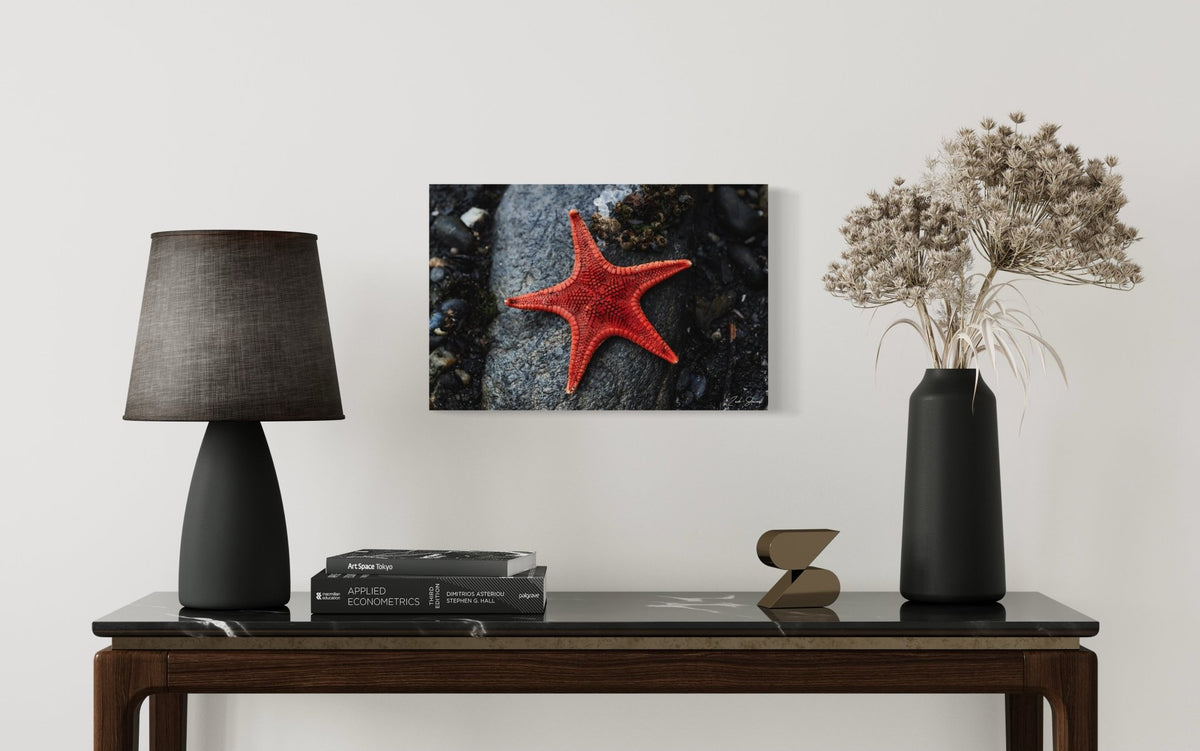 Star Of The Shore -  Wall Art Photo Print - Zack Stewart Photography