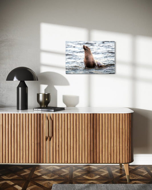 Sunbathing Stellar Sea Lion - Wall Art Photo Print - Zack Stewart Photography