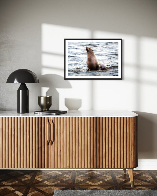 Sunbathing Stellar Sea Lion - Wall Art Photo Print - Zack Stewart Photography