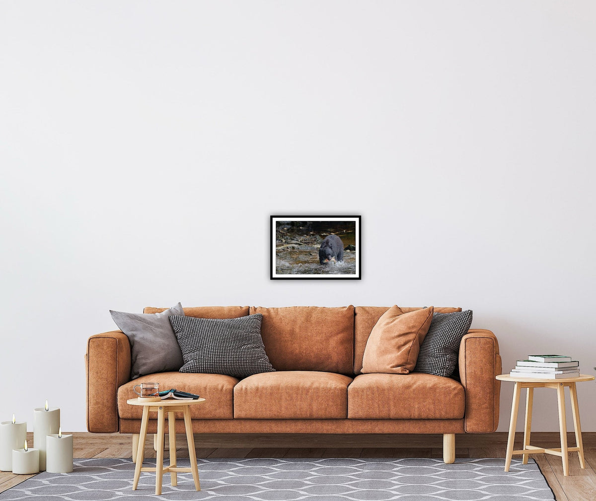 "The Catch" Black Bear with Salmon - Wall Art Photo Print - Zack Stewart Photography