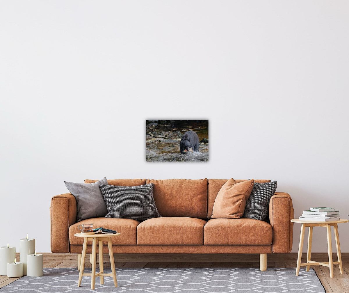 "The Catch" Black Bear with Salmon - Wall Art Photo Print - Zack Stewart Photography