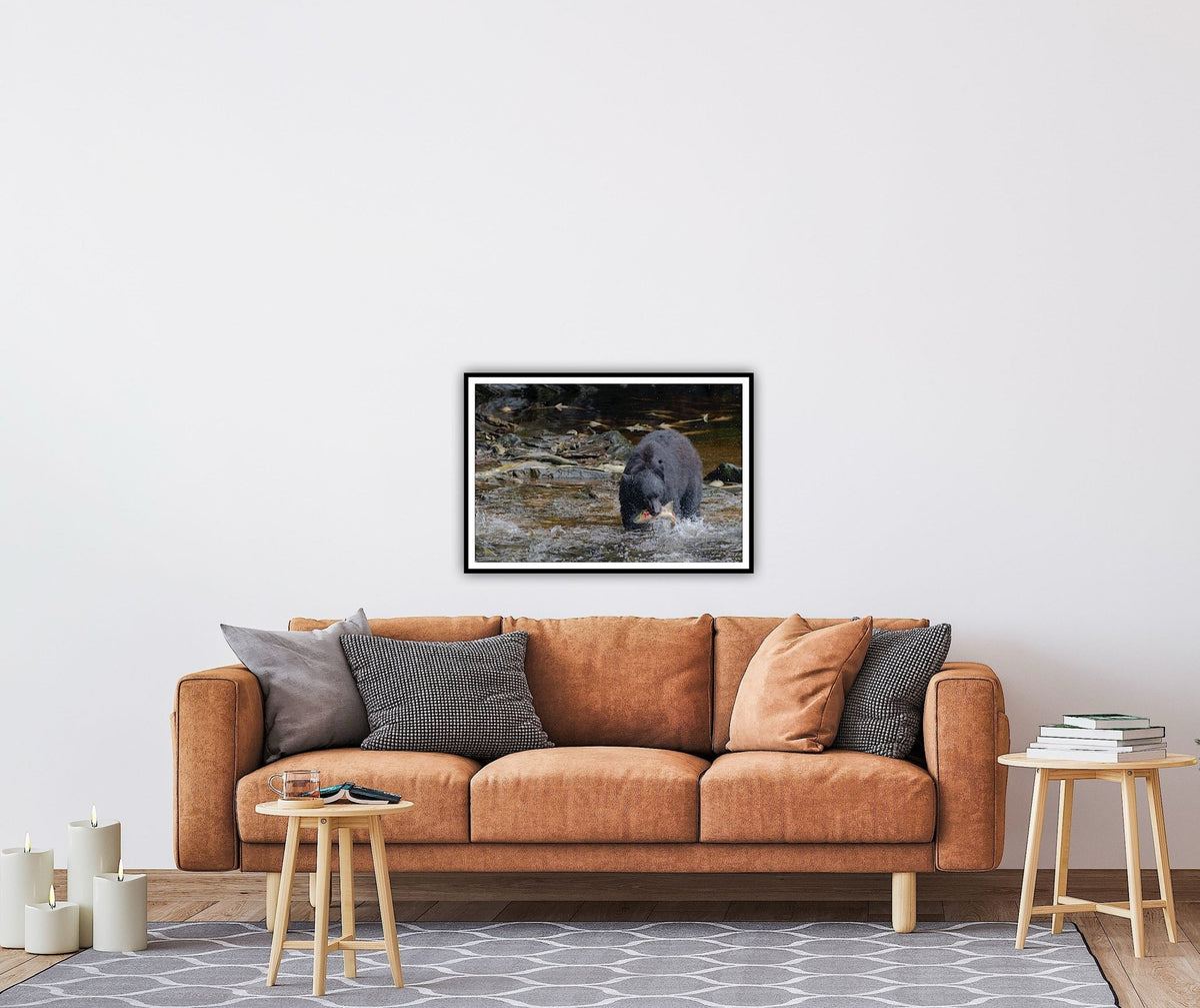 "The Catch" Black Bear with Salmon - Wall Art Photo Print - Zack Stewart Photography