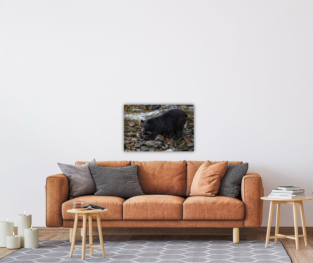 "The Feast" Black Bear Feasting on Salmon - Wall Art Photo Print - Zack Stewart Photography