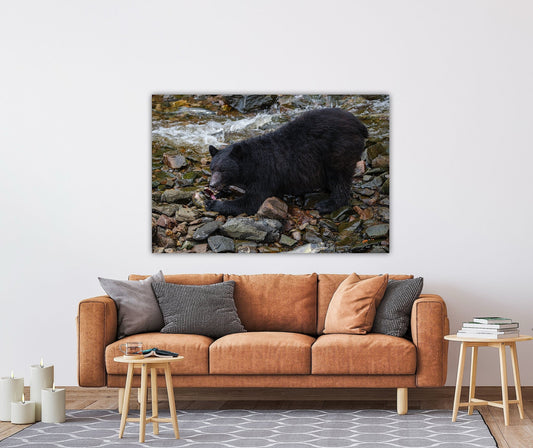 "The Feast" Black Bear Feasting on Salmon - Wall Art Photo Print - Zack Stewart Photography