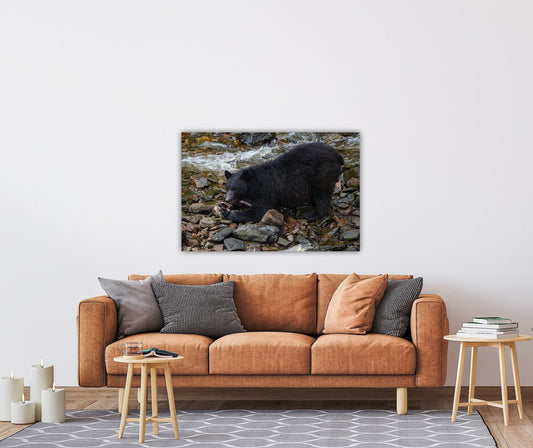 "The Feast" Black Bear Feasting on Salmon - Wall Art Photo Print - Zack Stewart Photography